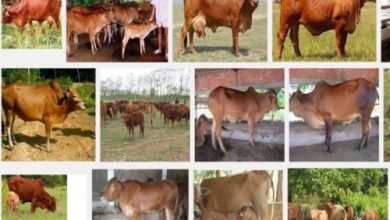 Cách chọn bò cái giống sinh sản tốt