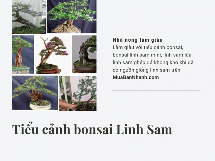 Tiểu cảnh bonsai linh sam