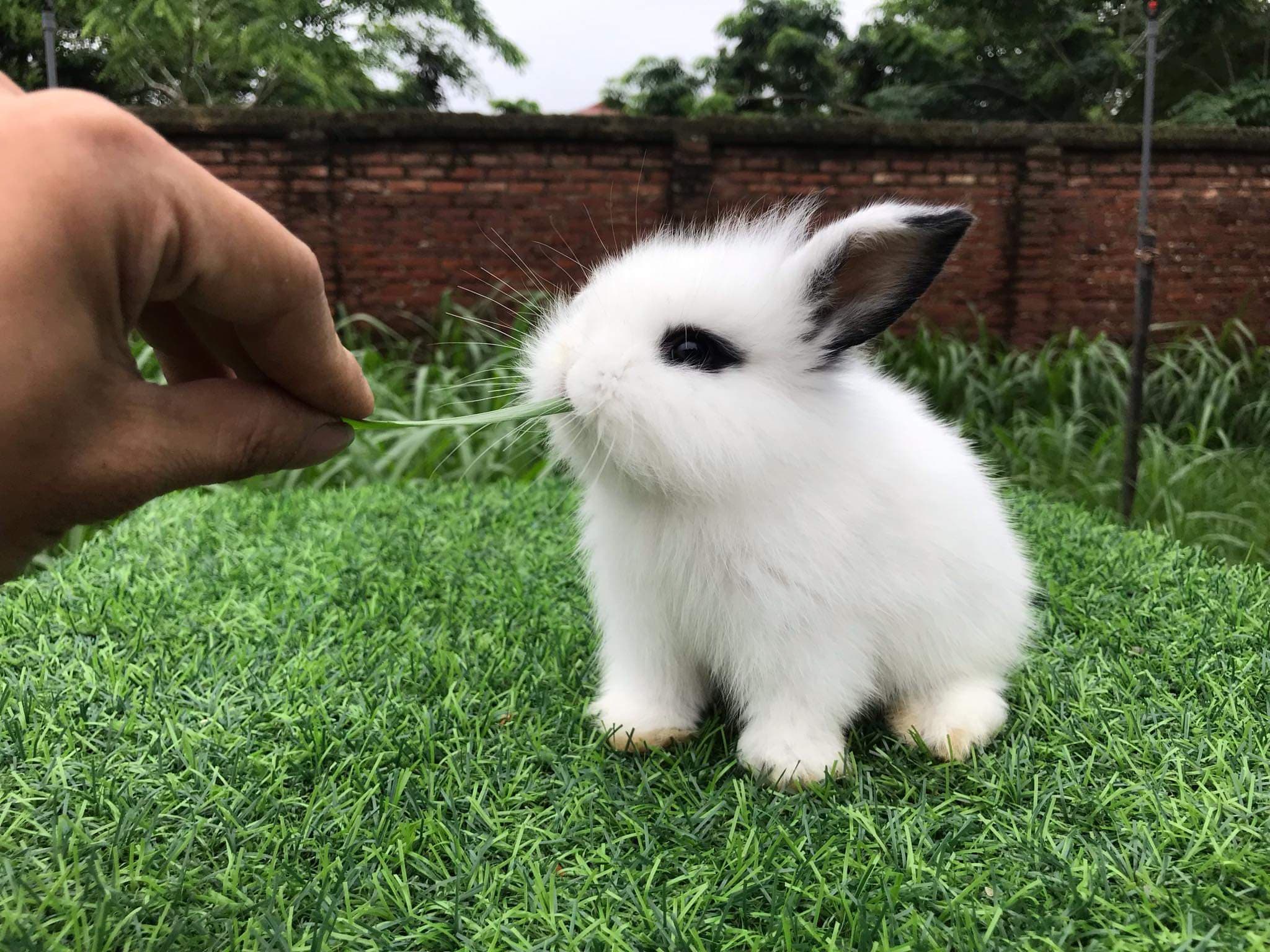 Cách chọn mua thỏ minilop