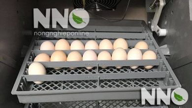 Ấp trứng gà bằng máy
