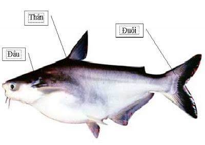 Đặc điểm hình thái và sinh lý của cá Basa