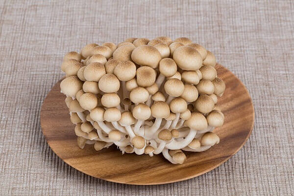 Tên gọi khác là nấm Ngọc Tẩm – Tên, hình ảnh các loại nấm thông dụng ăn được, nấm độc ở Việt Nam