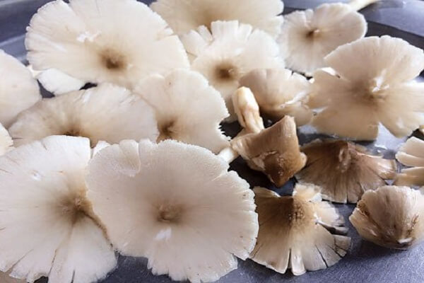 Nấm mối không thực sự phổ biến như các loại nấm khác – Tên, hình ảnh các loại nấm thông dụng ăn được, nấm độc ở Việt Nam