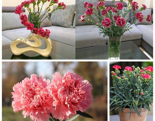 Bật mí 2 cách cắm hoa cẩm chướng được lựa chọn nhiều nhất hiện nay