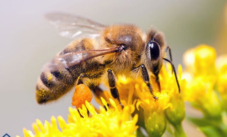 Đuổi ong bằng cách nào hiệu quả?
