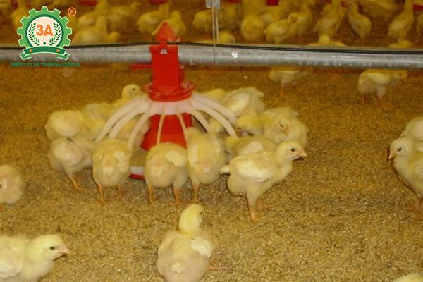 Cách nuôi gà con nhanh lớn: Chuẩn bị máng ăn, máng uống