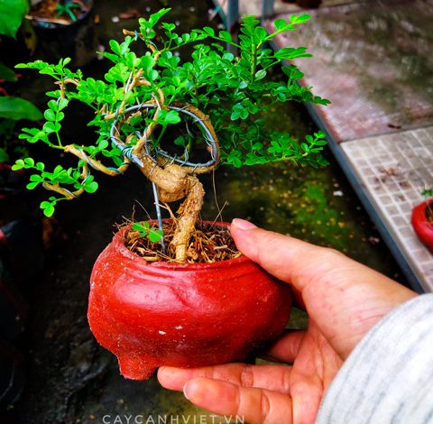 cây cần thăng bonsai mini