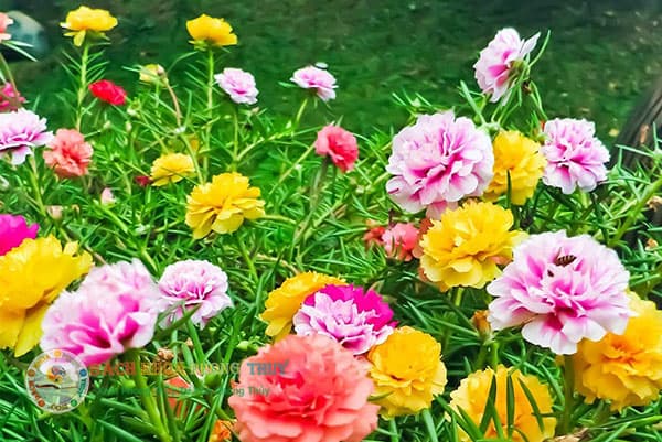 Có nên trồng hoa mười giờ trước nhà không?