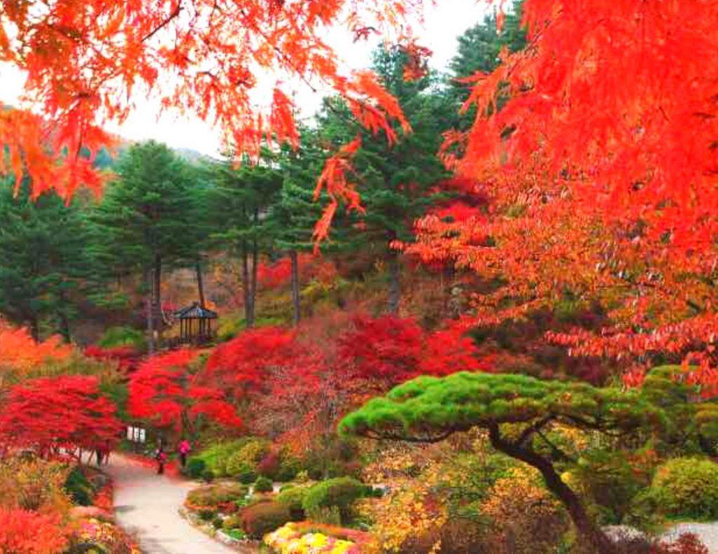 Red fall foliage at the Garden of Morning Calm, Korea