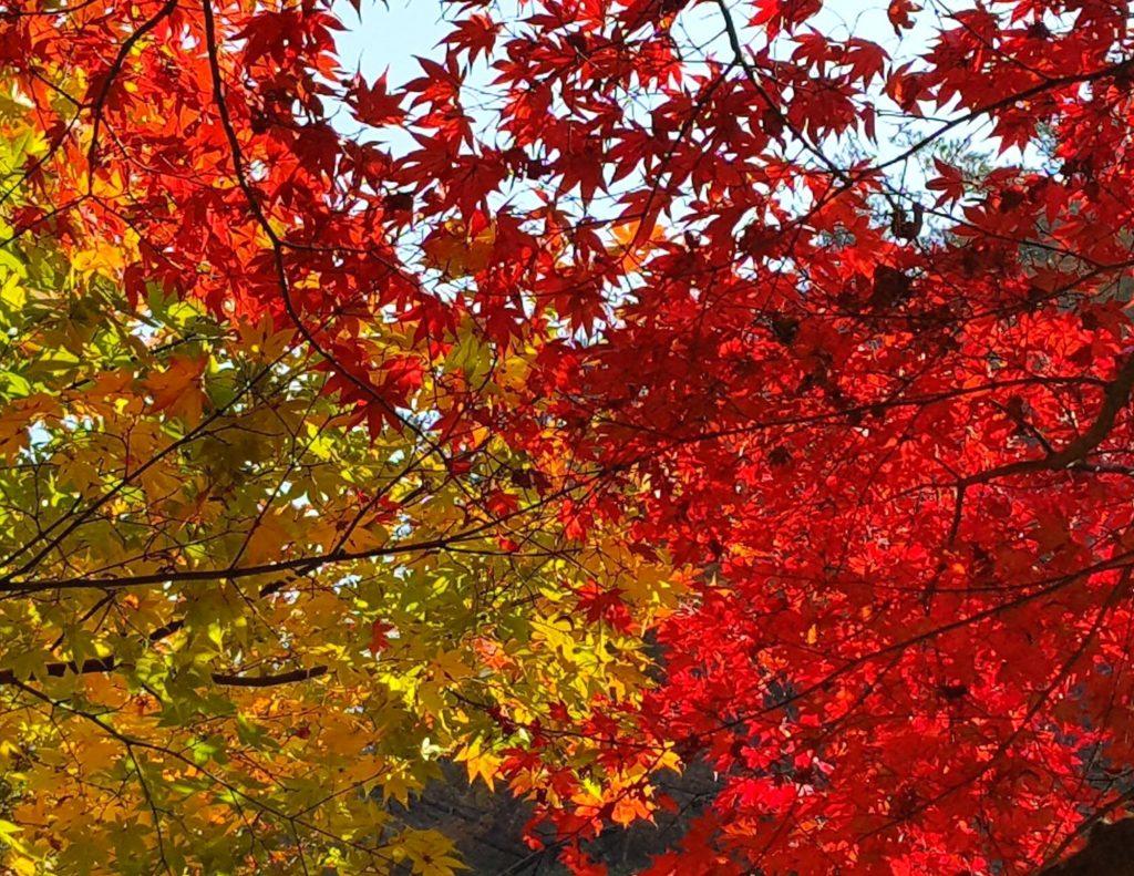 Colourful maple leaves make Korea's fall foliage so beautiful