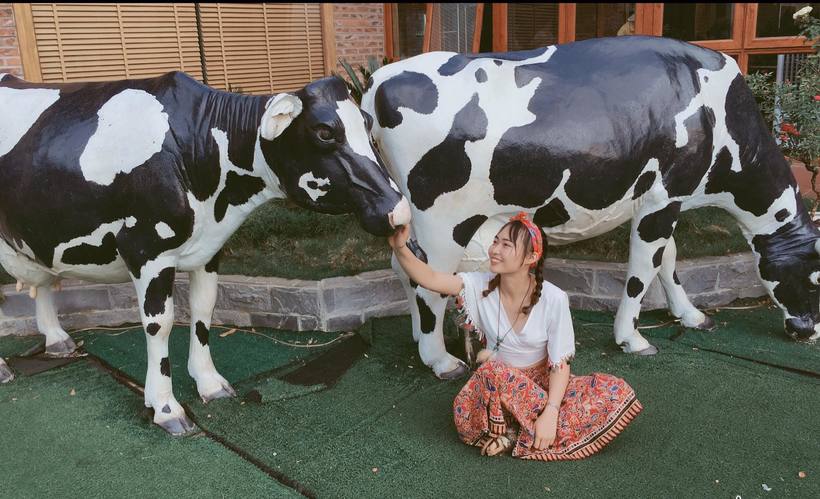 Dairy Farm - Trải nghiệm làm bác nông dân tại trang trại bò sữa Mộc Châu