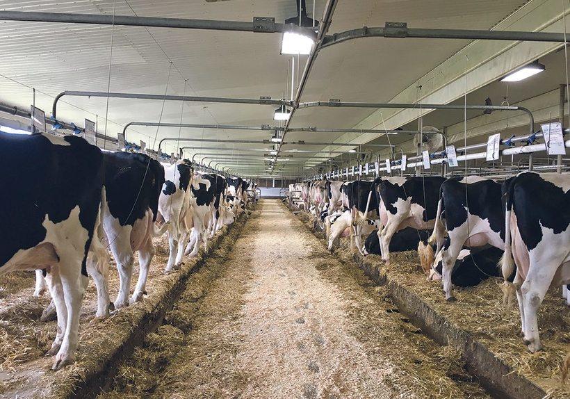 Dairy Farm - Trải nghiệm làm bác nông dân tại trang trại bò sữa Mộc Châu