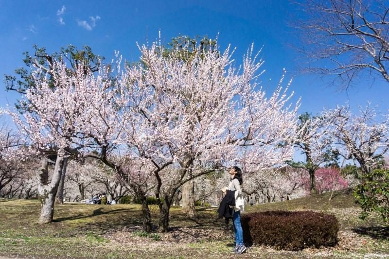 Mùa hoa anh đào nở rộ vào tháng 4 tại Nhật