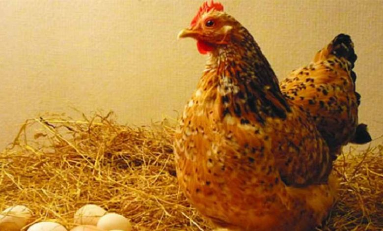 gà nuôi bao lâu thì đẻ trứng
