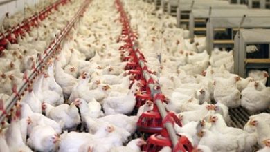 Giá thịt gà công nghiệp bao nhiêu tiền 1kg? Cập nhật giá mua bán gà công nghiệp