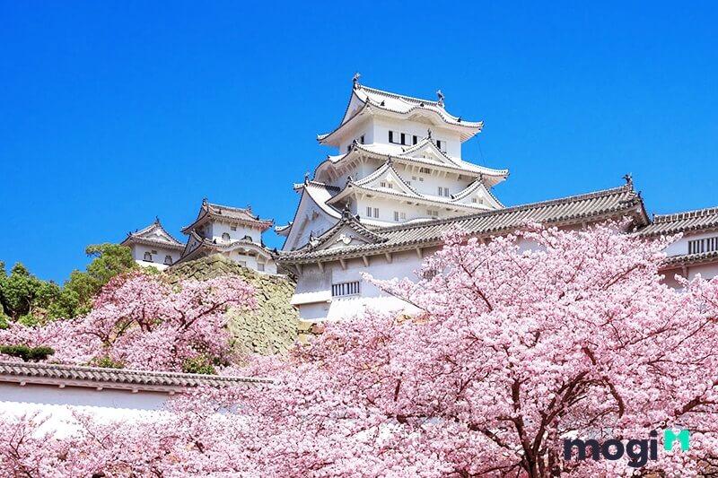 Himeji cùng với lâu đài Matsumoto và Kumamoto được gọi là tam đại quốc bảo thành, tức là 3 thành nổi tiếng nhất của Nhật Bản