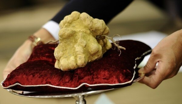 Loại nấm Truffle này được giới nhà giàu trên thế giới rất ưa chuộng và sẵn sàng chi cả “núi tiền” để được thưởng thức món ăn chế biến từ nó.