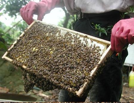 Kỹ thuật nuôi ong lấy mật - ky thuat nuoi ong