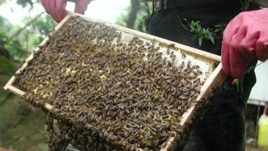 Kỹ thuật nuôi ong lấy mật - ky thuat nuoi ong
