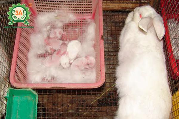Kỹ thuật nuôi thỏ sinh sản: Chuồng thỏ sinh sản