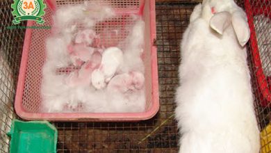 Kỹ thuật nuôi thỏ sinh sản: Chuồng thỏ sinh sản