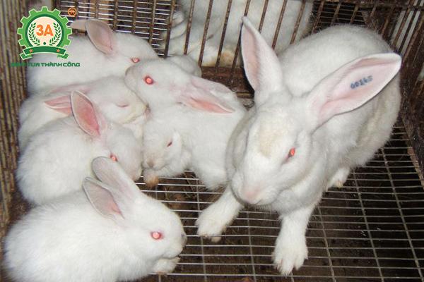 Kỹ thuật nuôi thỏ sinh sản: Cho thỏ cai sữa từ 30 - 35 ngày