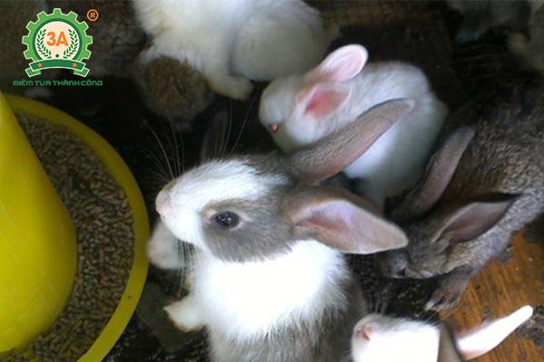 Kỹ thuật nuôi thỏ sinh sản: Cho thỏ ăn cám viên tổng hợp