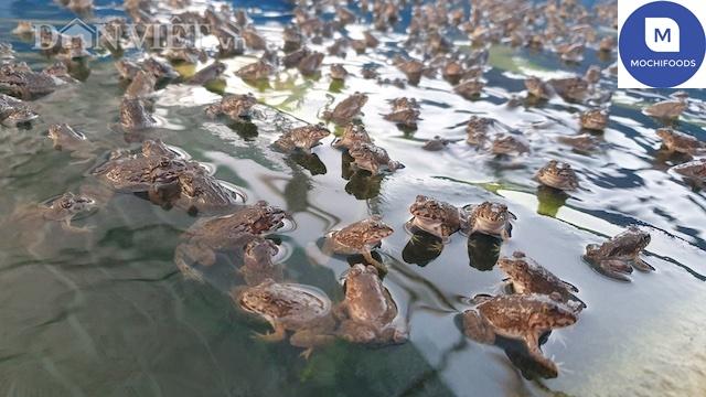 Mật độ thả nuôi ếch trong bể xi măng
