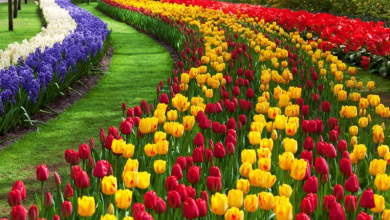 Tìm hiểu về loài hoa Tulip - Loài hoa biểu tượng của cuộc sống vĩnh cửu