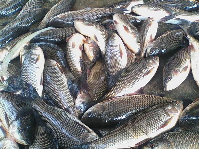 Cá trôi - nguyên liệu không thể thiếu cho món chả cá