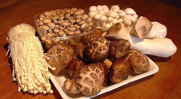 Tên, hình ảnh các loại nấm thông dụng ăn được, nấm độc ở Việt Nam