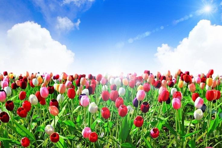 Đặc điểm của loài hoa tulip