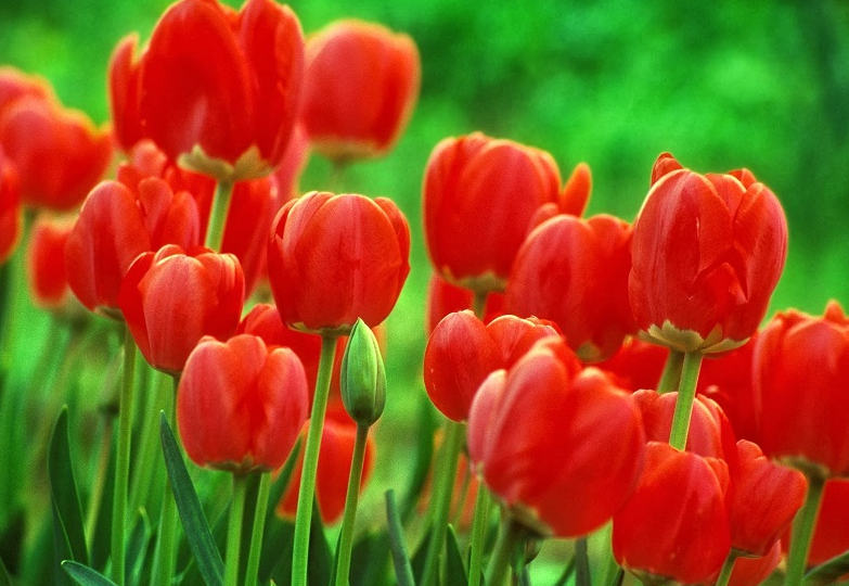 Hoa Tulip Đỏ