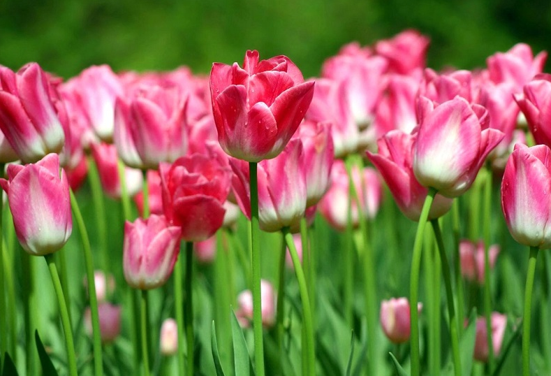 ảnh đẹp nhất về loài hoa Tulip nhất