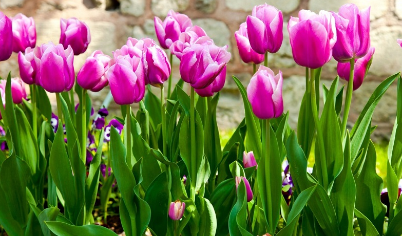 ảnh đẹp nhất hoa Tulip nhất