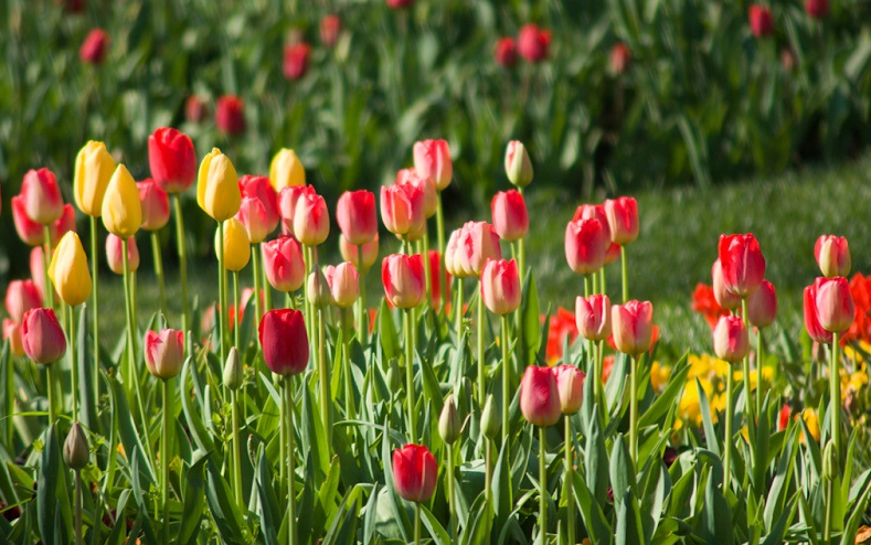 ảnh đẹp hoa Tulip nhất
