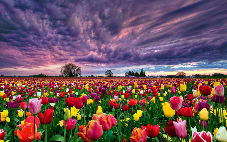 Hình ảnh đẹp hoa Tulip đẹp nhất 2020