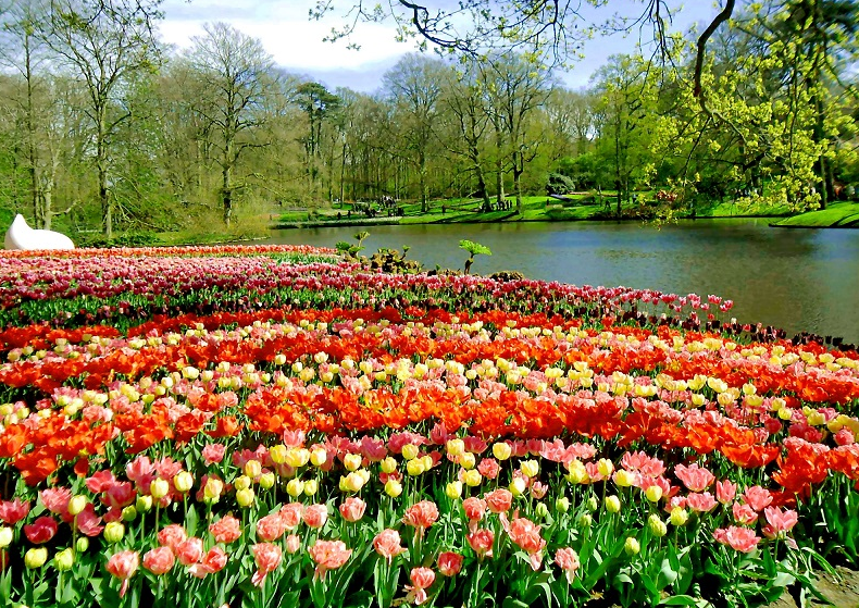 Hình ảnh đẹp hoa Tulip đẹp nhất