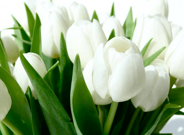 Hoa Tulip Trắng