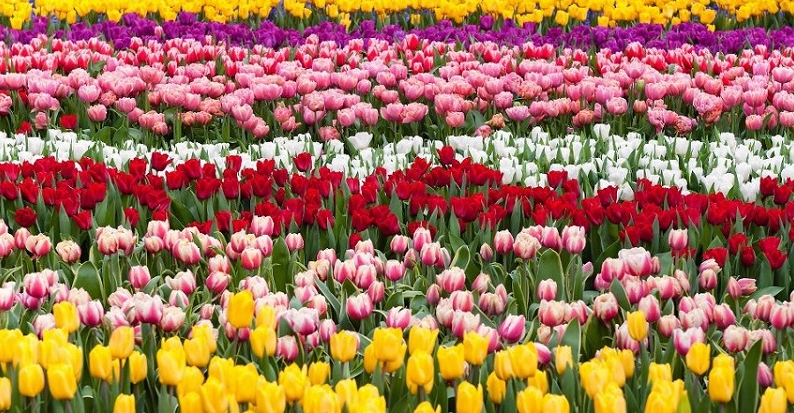 Kỹ thuật trồng hoa tulip