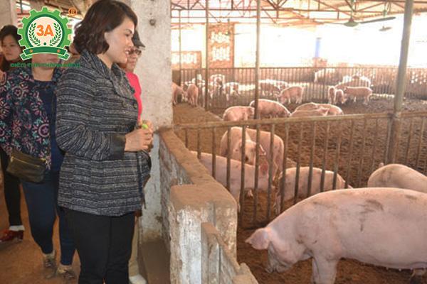 Nuôi lợn sạch sử dụng chế phẩm sinh học EM tại Sóc Sơn