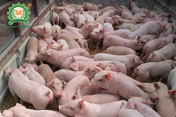 Lựa chọn lợn giống nuôi lợn sạch