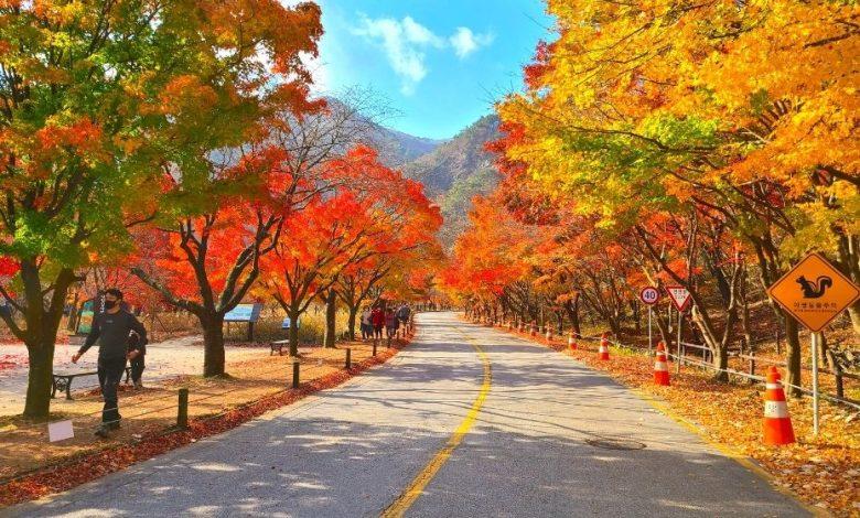 Maple Tree Road at Naejangsan National Park is one of the best places to see autumn leaves in Korea