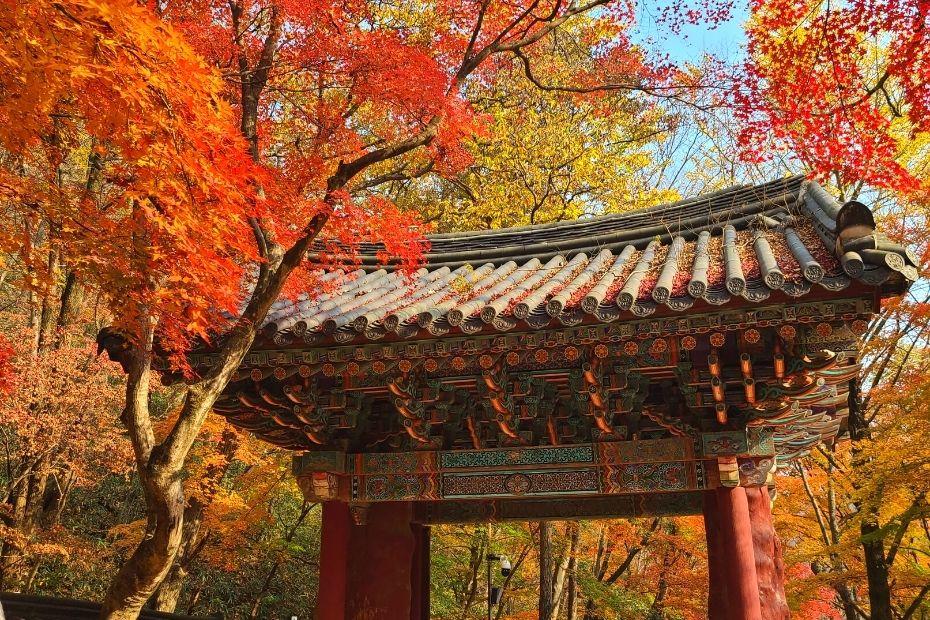 Autumn Leaves in Naejangsan National Park, Koreax