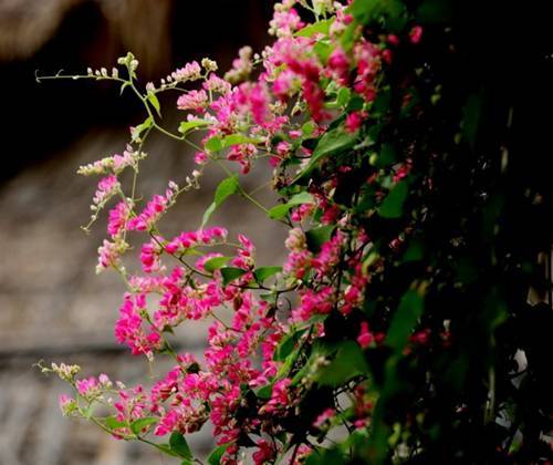 12 loài hoa trồng ban công này sẽ khiến nhà bạn 'nổi nhất phố'