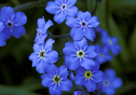 FORGET-ME-NOT-3