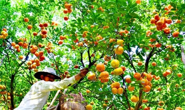Khu vườn trái cây tươi ngon nổi tiếng nhất nhì Tây Ninh (Ảnh: ST)
