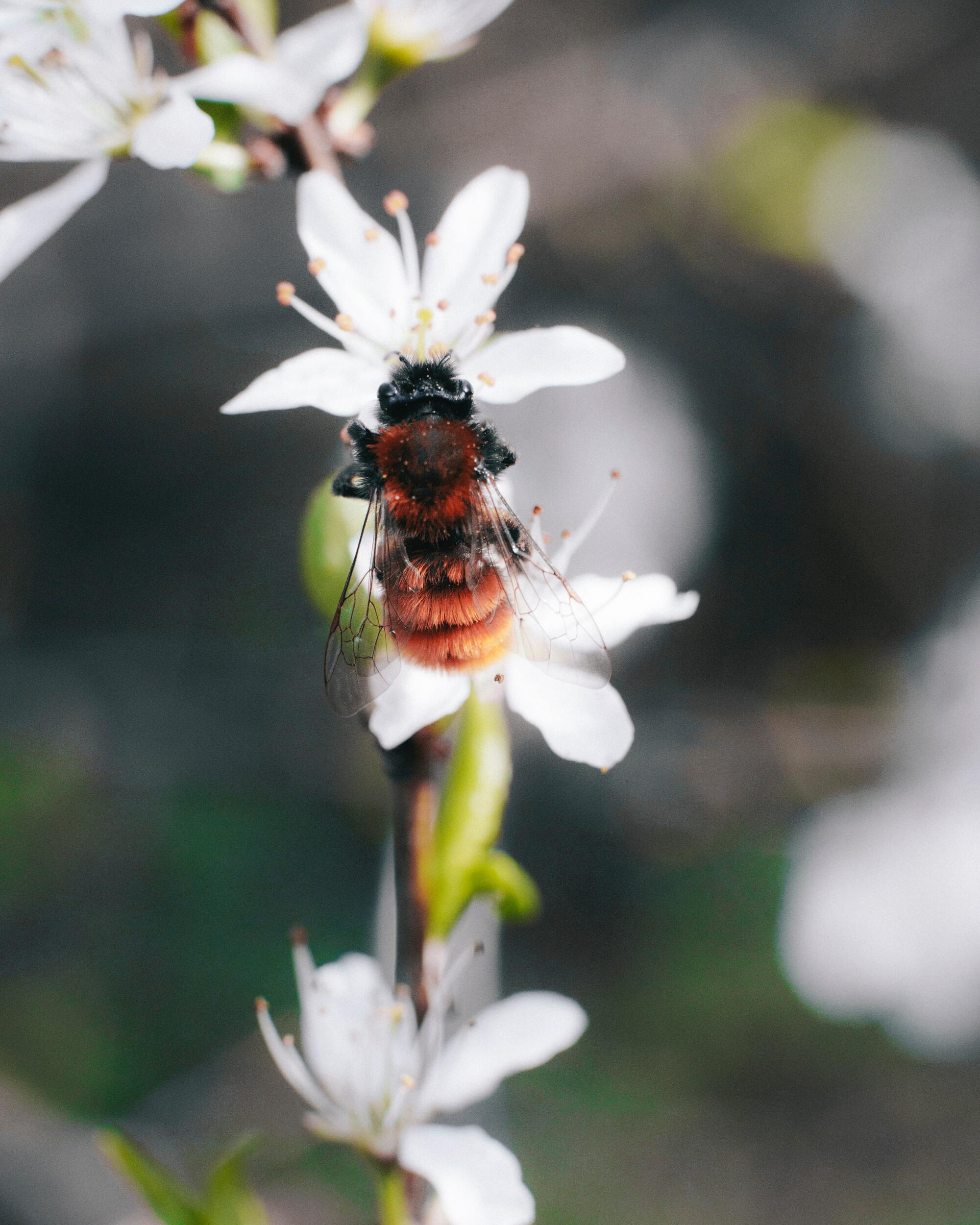 Ảnh con ong hút mật hoa đẹp nhất