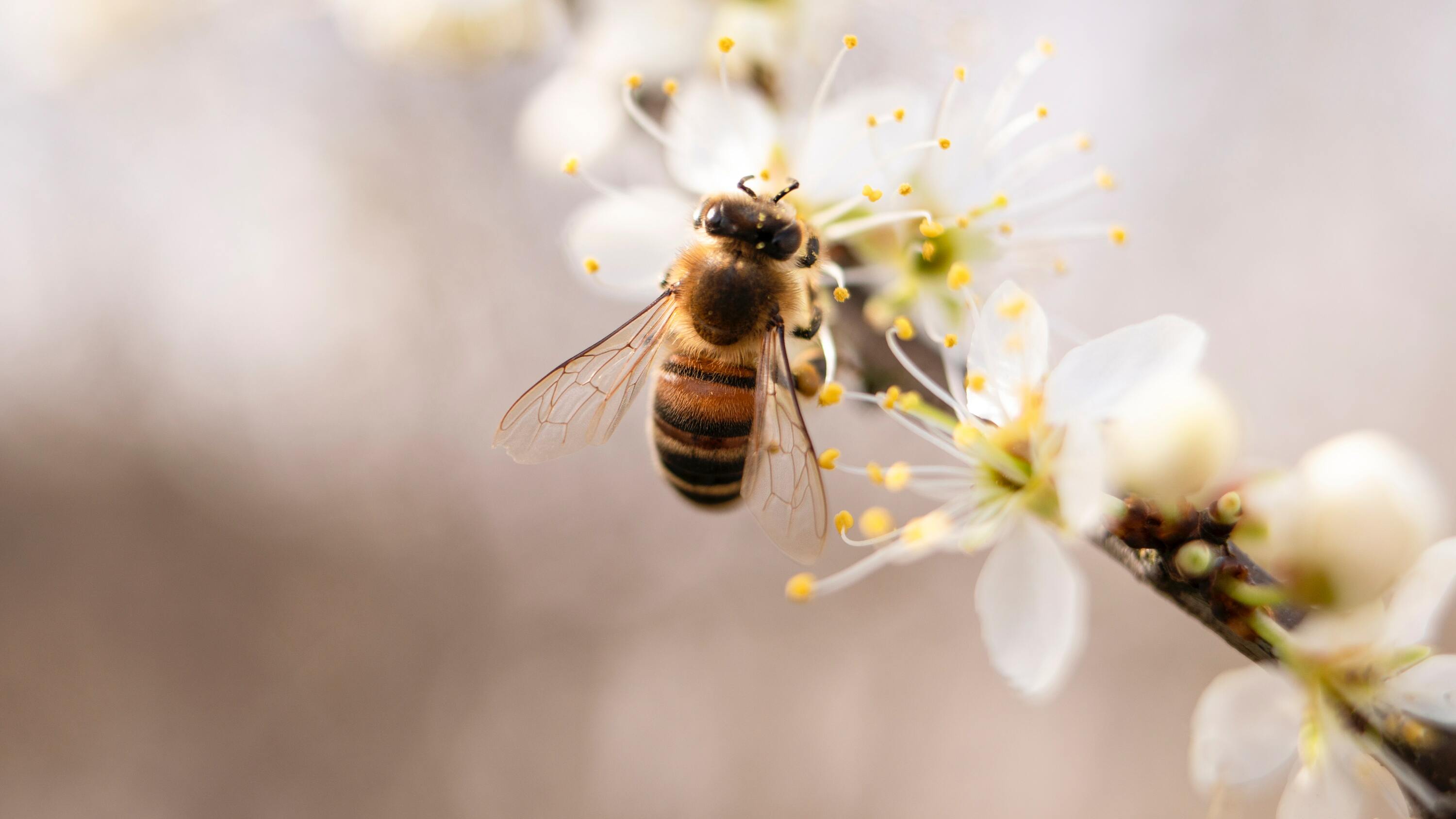 Ảnh con ong lấy mật đẹp
