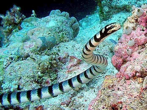 Belcher’s Sea Snake - Rắn biển Belcher